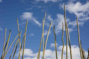 Titelbild fading fields